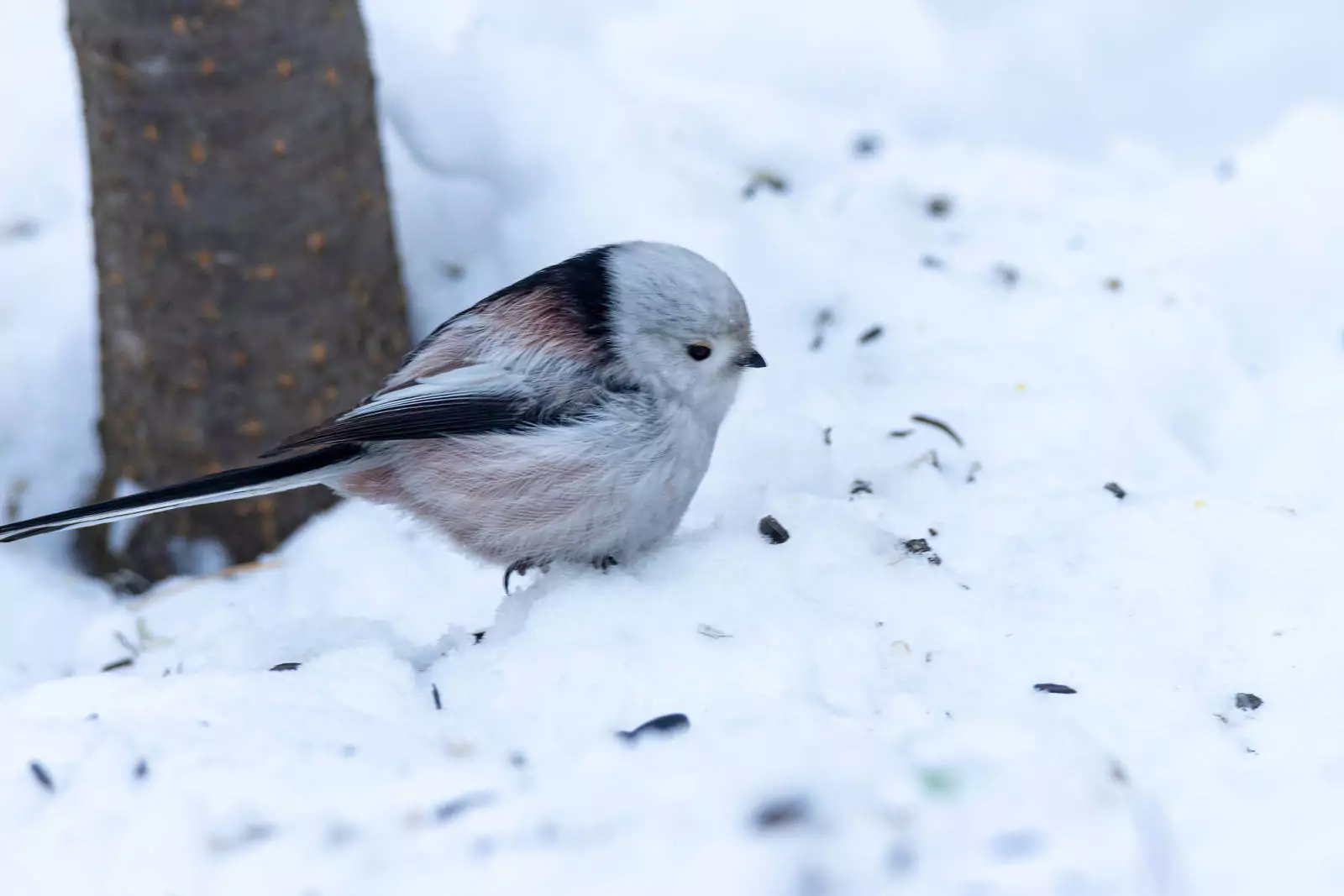 ополовник птица фото зимой