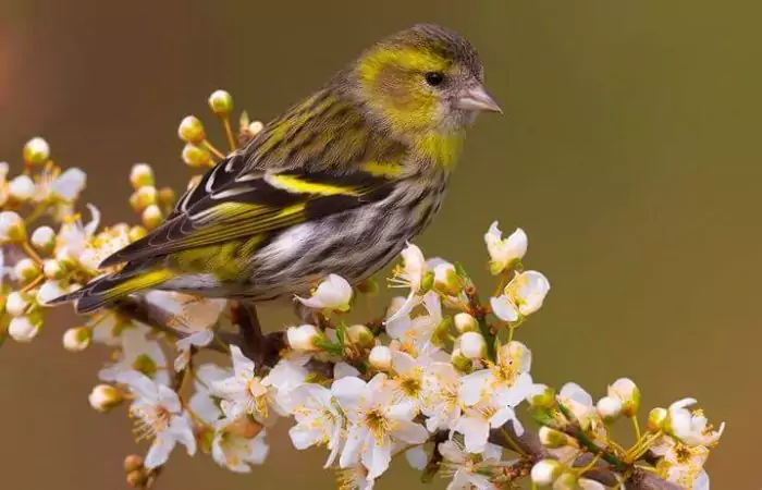 ᐈ Птица Чиж: [фото и описание] самец и самка, как выглядит, перелетная птица