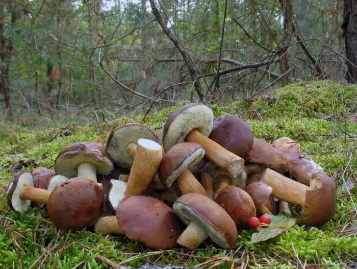 Когда появляются польские грибы фото