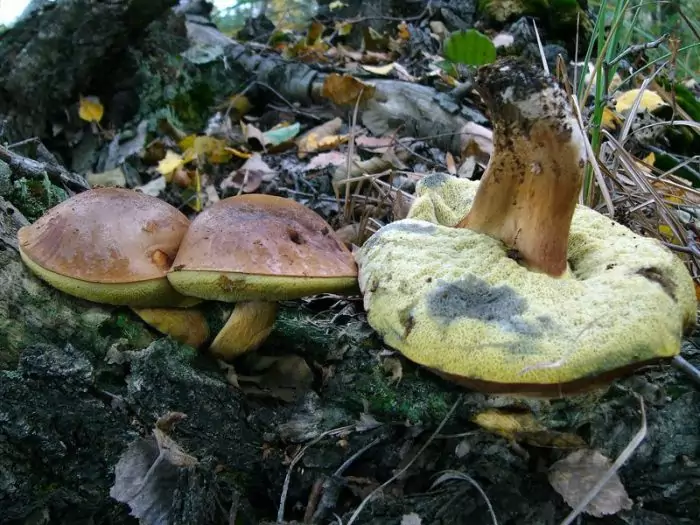 Мякоть польского гриба фото