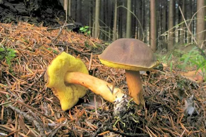 Ножка польского гриба фото