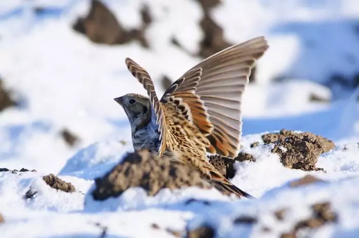 Перелетная ли птица лапландский подорожник фото