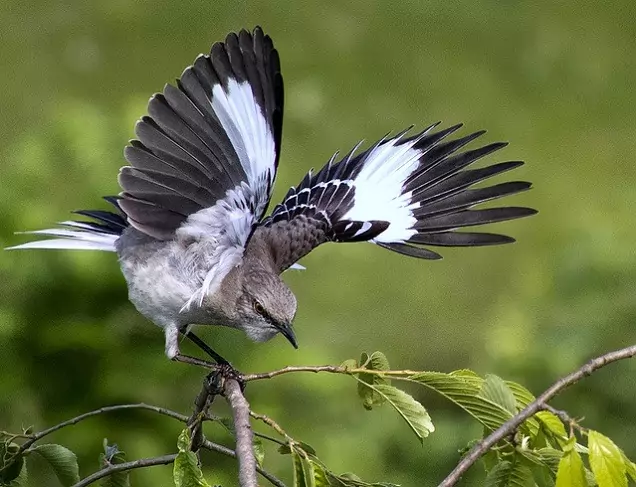 Перелетная ли птица пересмешка фото