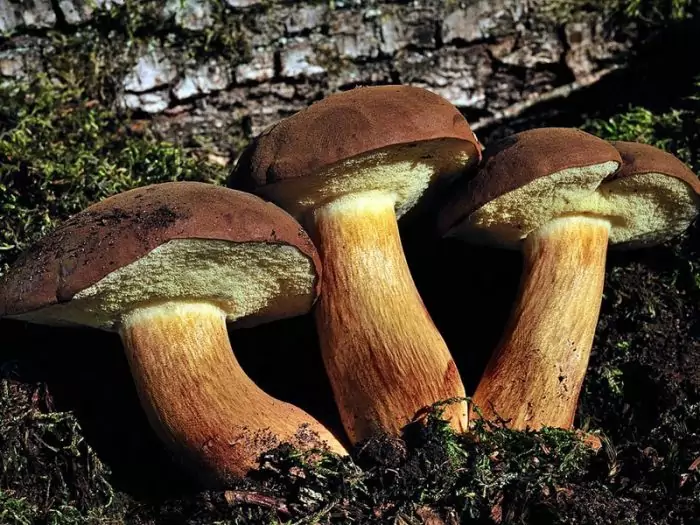 Польский гриб выращивание фото