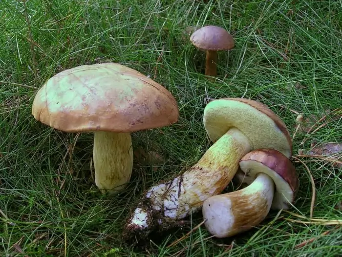 Размер польского гриба фото