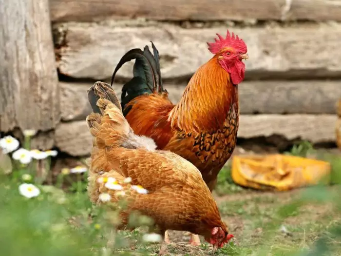 Размножение куриц фото