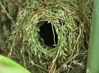 Гнездо астрильдов фото