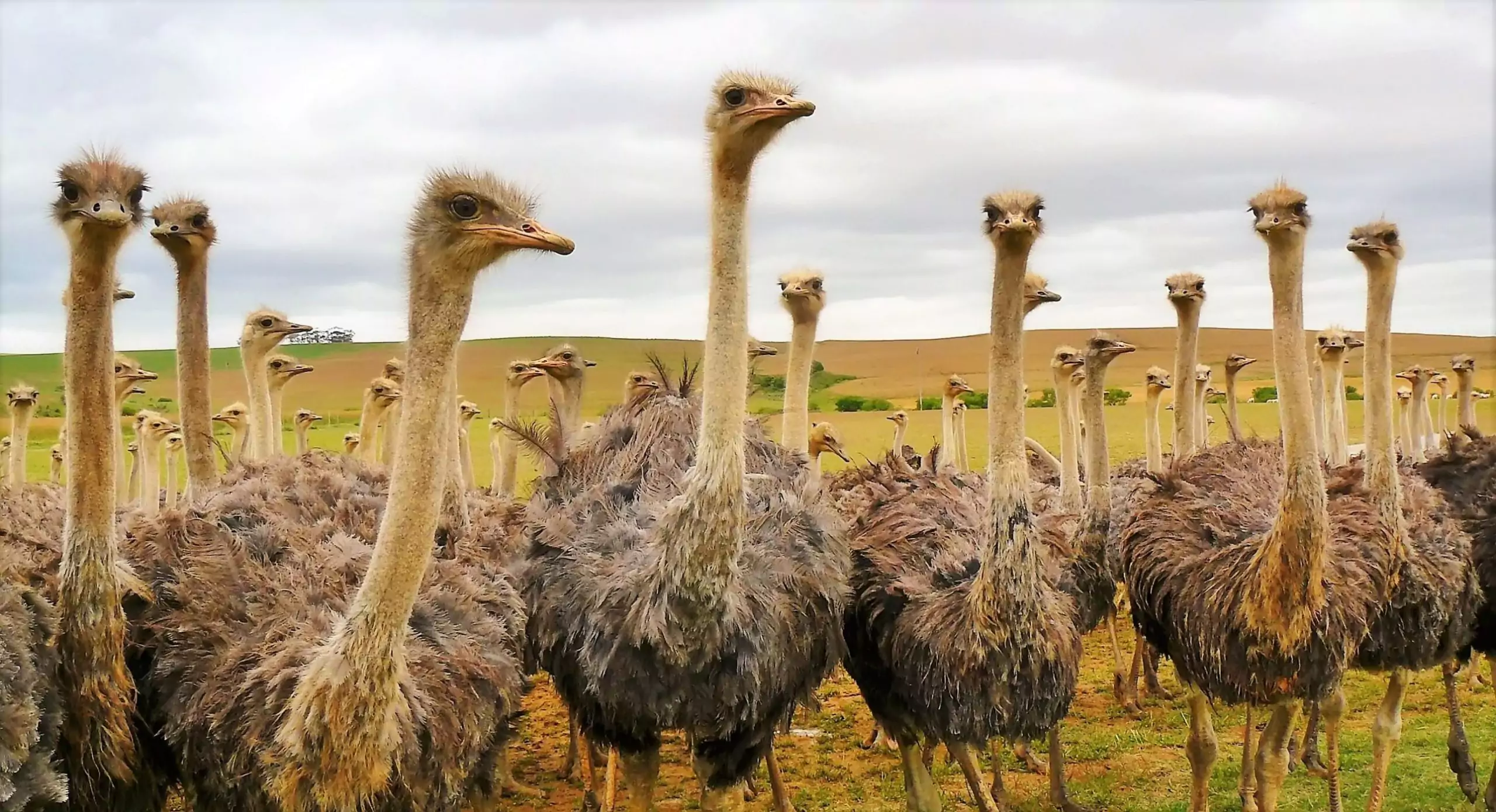 Происхождение и одомашнивание страуса фото