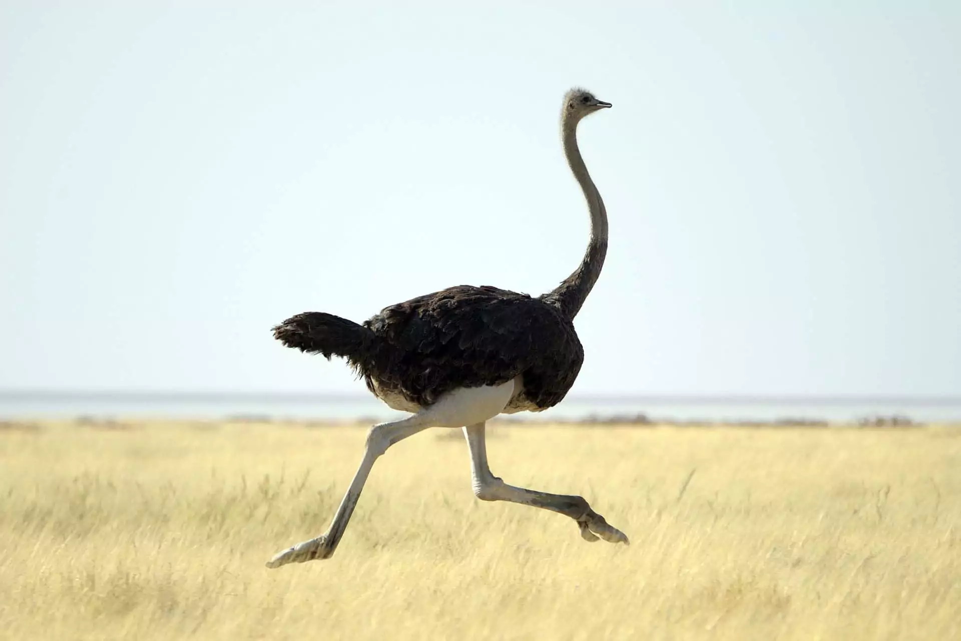 Черный африканский страус фото