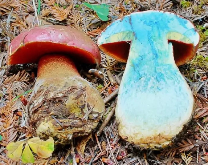Чем отличается белый гриб от боровика: описание