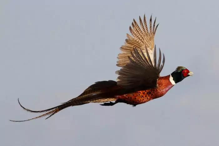 Охотничий фазан фото