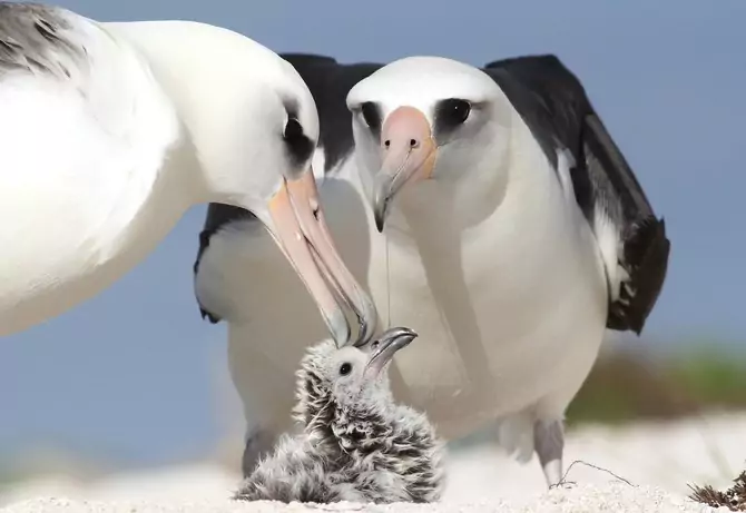 Размножение альбатросов фото