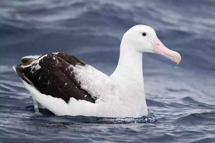 Странствующий альбатрос фото