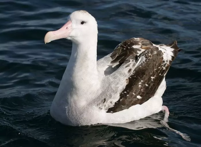 Тристанский альбатрос фото