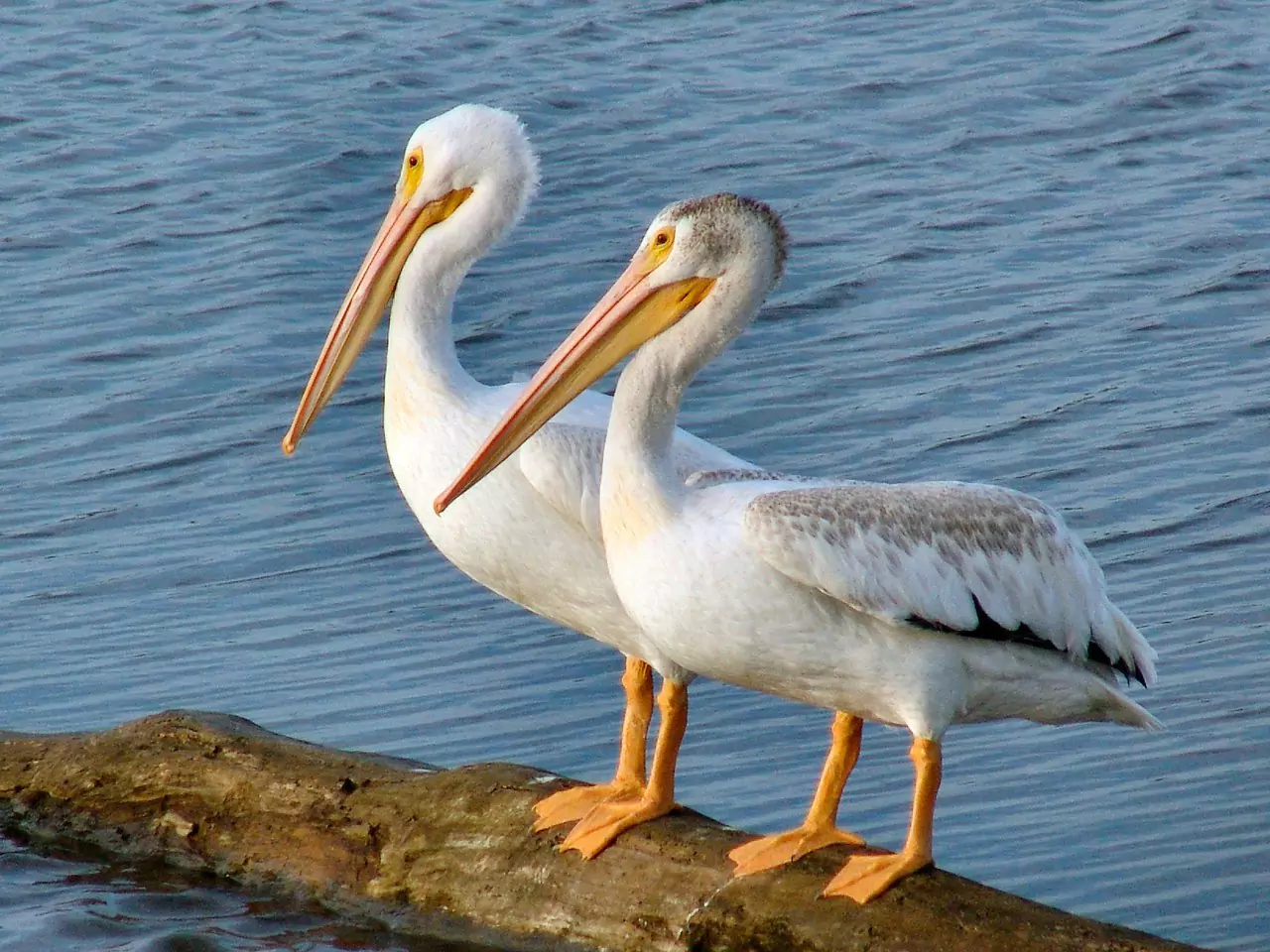 Самец и самка пеликан фото