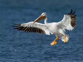 пеликан фото