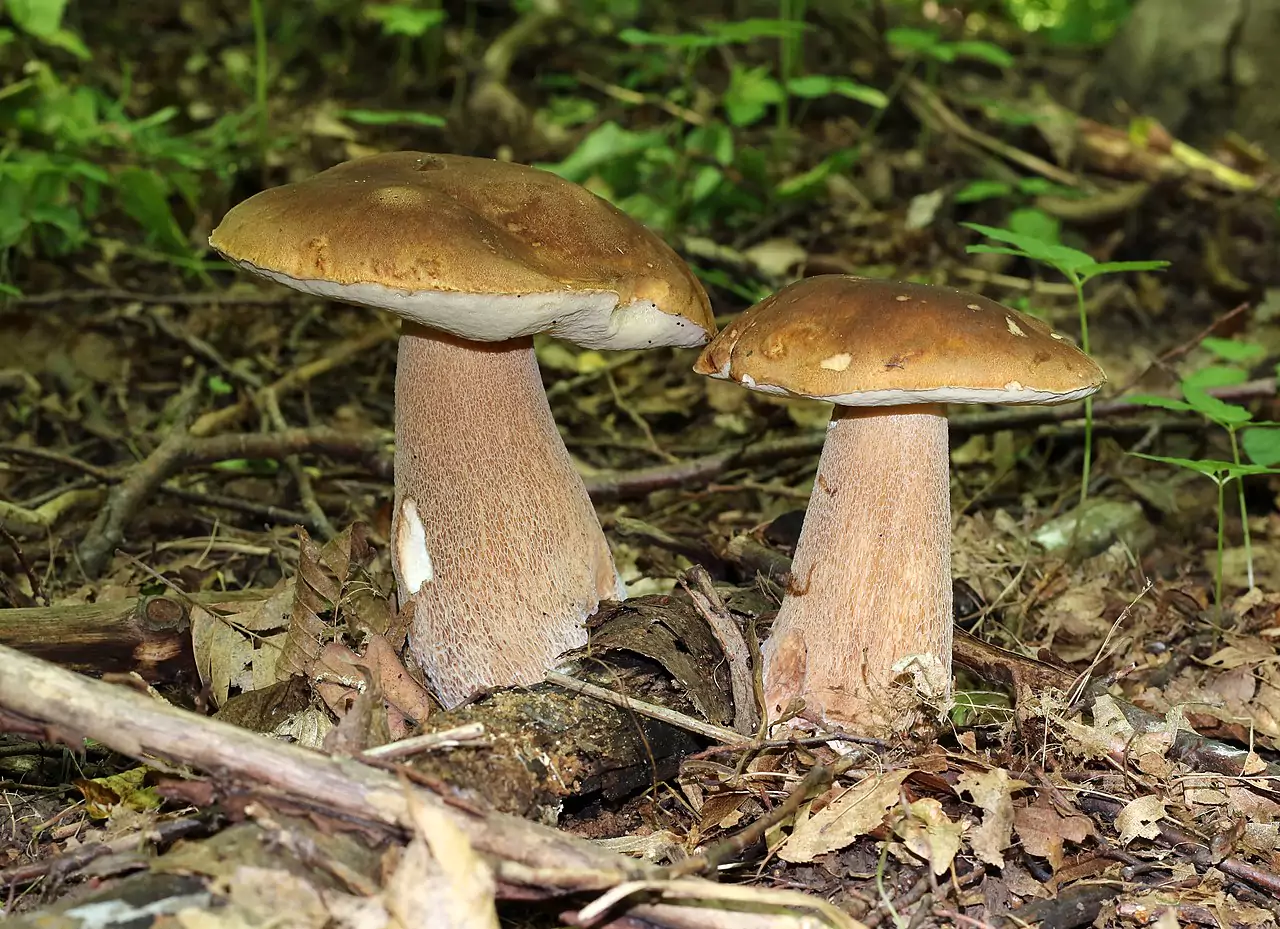 сетчатые белые грибы