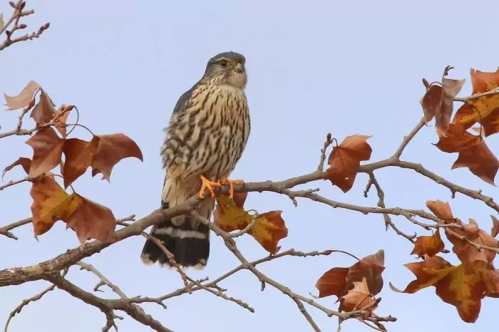 Falco columbarius columbarius фото