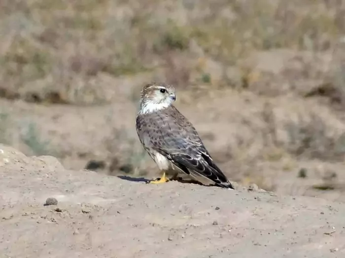 Falco columbarius pallidus фото