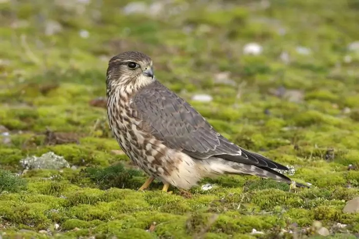 Falco columbarius suckleyi фото