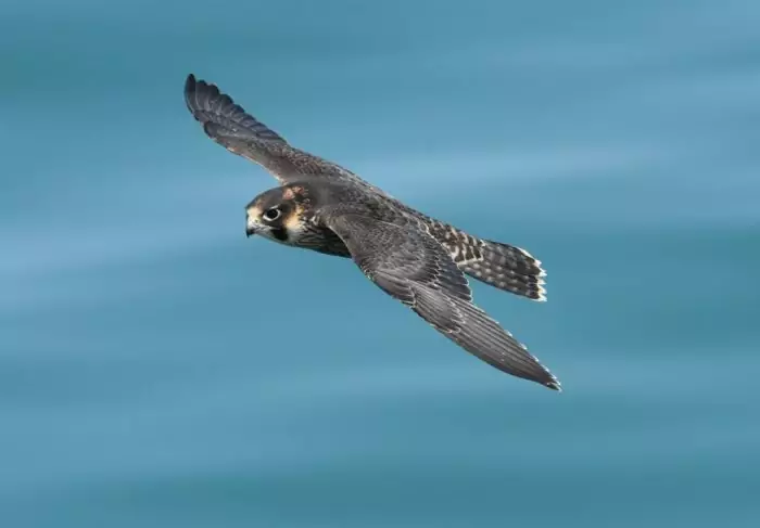 Сапсан Falco peregrinus brookei Sharpe фото