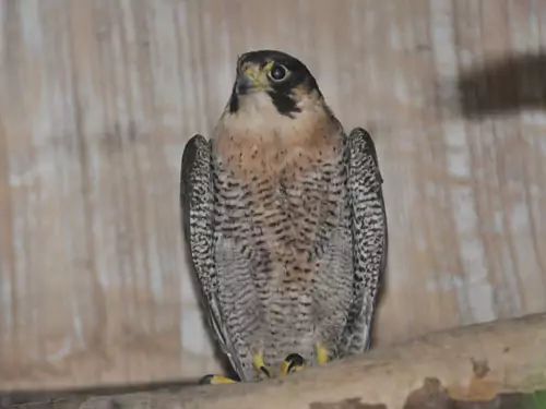 Сапсан Falco peregrinus ernesti Sharpe фото