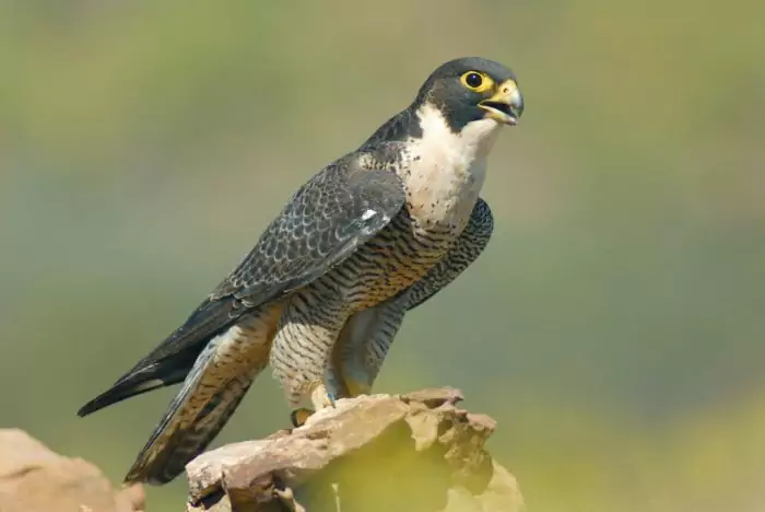 Сапсан Falco peregrinus macropus фото