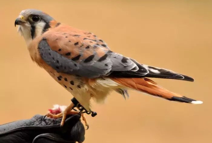 Воробьиная или американская пустельга (Falco sparverius) фото