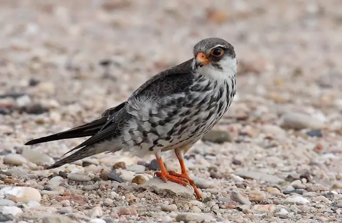 Амурский или восточный, кобчик (Falco amurensis) фото