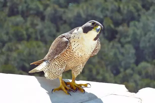 Сапсан Falco peregrinus cassini Sharpe фото