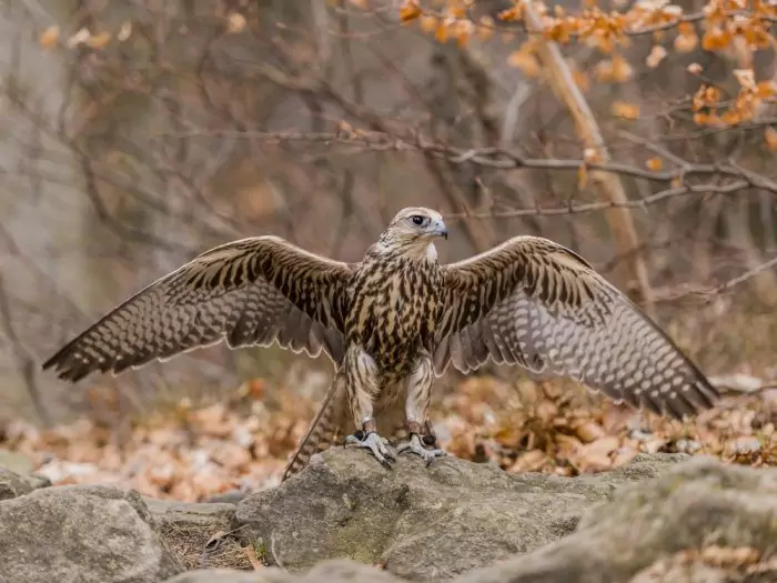Монгольский балабан (Falco cherrug milvipes) фото