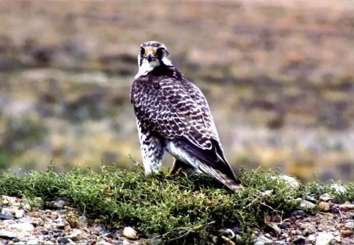 Сибирский балабан (Falco cherrug saceroides) фото