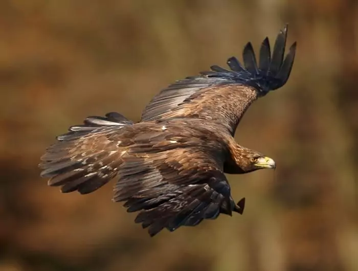 Беркут (Aquila chrysaetos): описание, виды, фото, размножение, голос