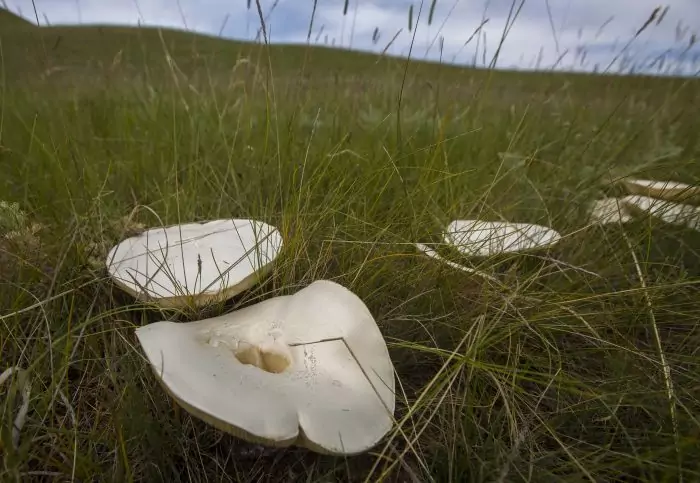 Где растет белый степной гриб фото