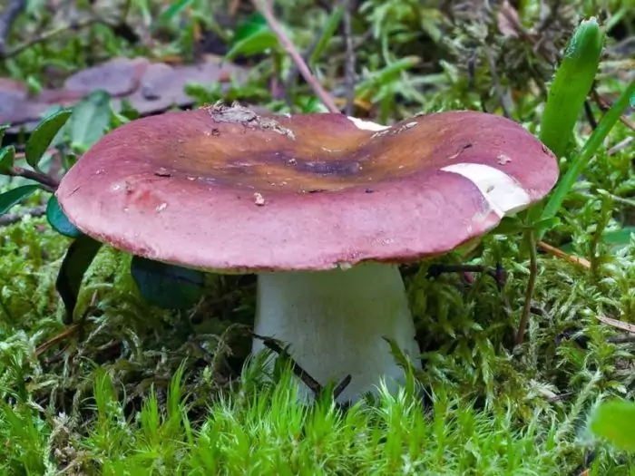 Где растет каштановый гриб фото