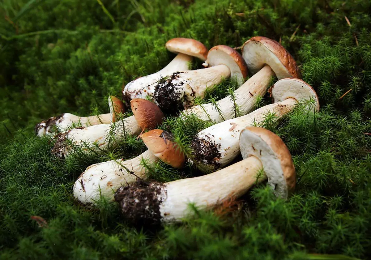 белые грибы собранные