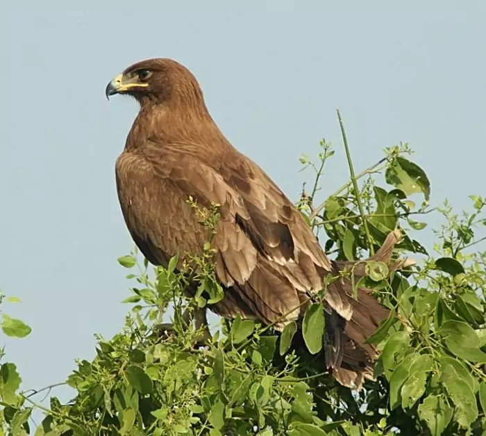 Индийский подорлик (Aquila hastata) фото