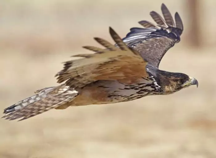 Индийский ястребиный орёл (Aquila kienerii) фото