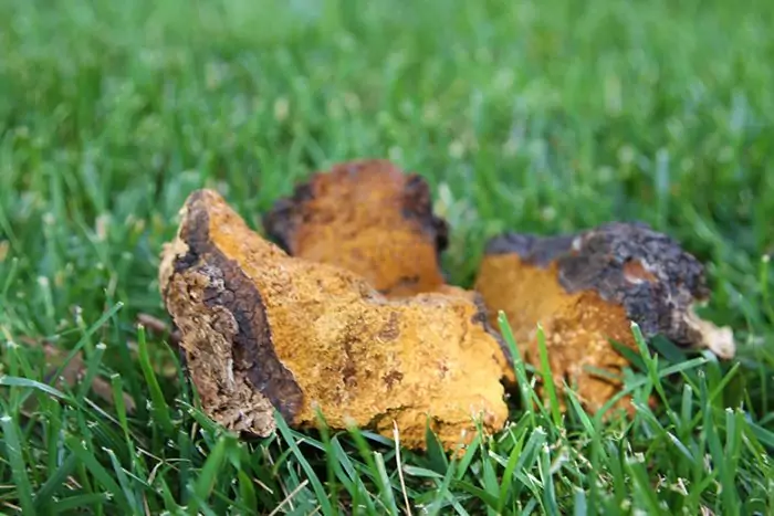 Интересные факты о грибе чага, трутовике, березовом грибе фото