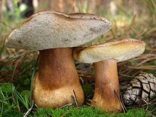 Интересные факты о каштановом грибе фото