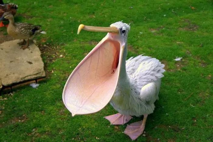 Интересные факты о пеликане фото