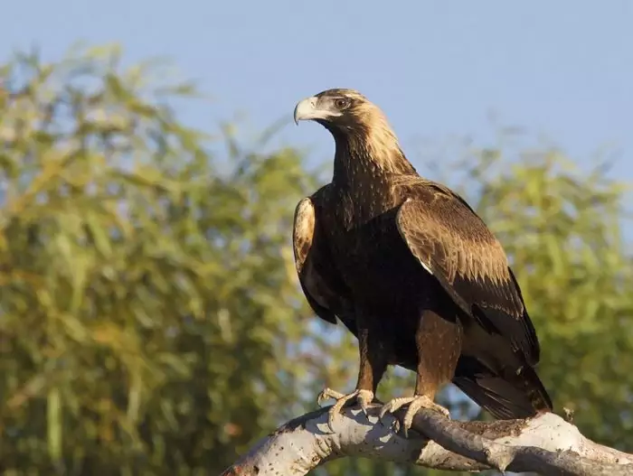 Клинохвостый орёл (Aquila audax) фото