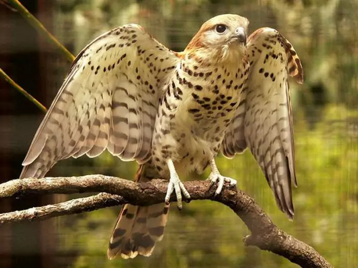 Маврикийская пустельга (Falco punctatus) фото