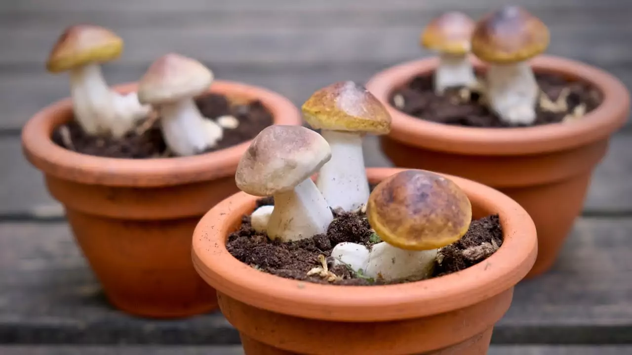 домашние белые грибы