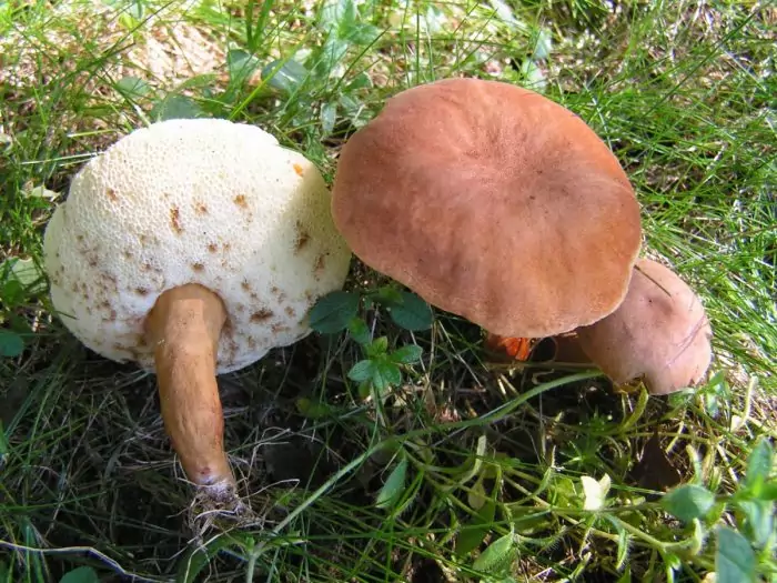 Мякоть каштанового гриба фото