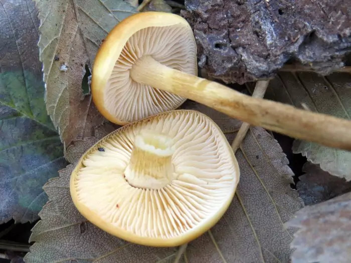 Мякоть зимнего гриба фото