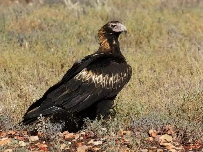 Молуккский орёл (Aquila gurneyi) фото