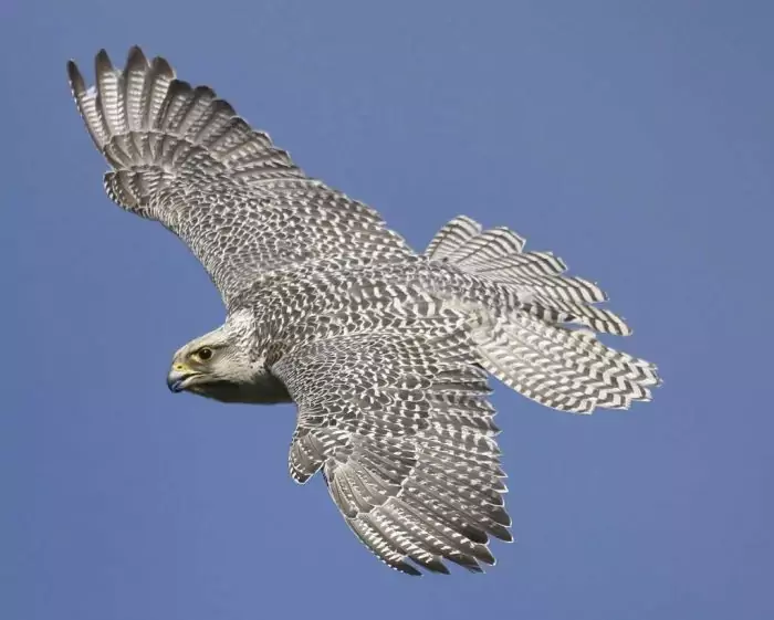 Норвежский или обыкновенный серый кречет (Falco hyrfalco) фото