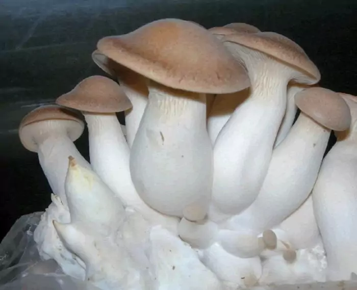 Ножка белого степного гриба фото