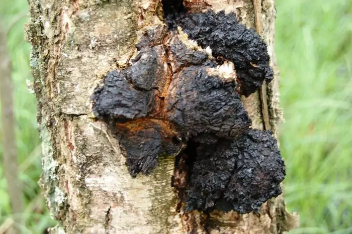 Ножка гриба чага, трутовика, березового гриба фото